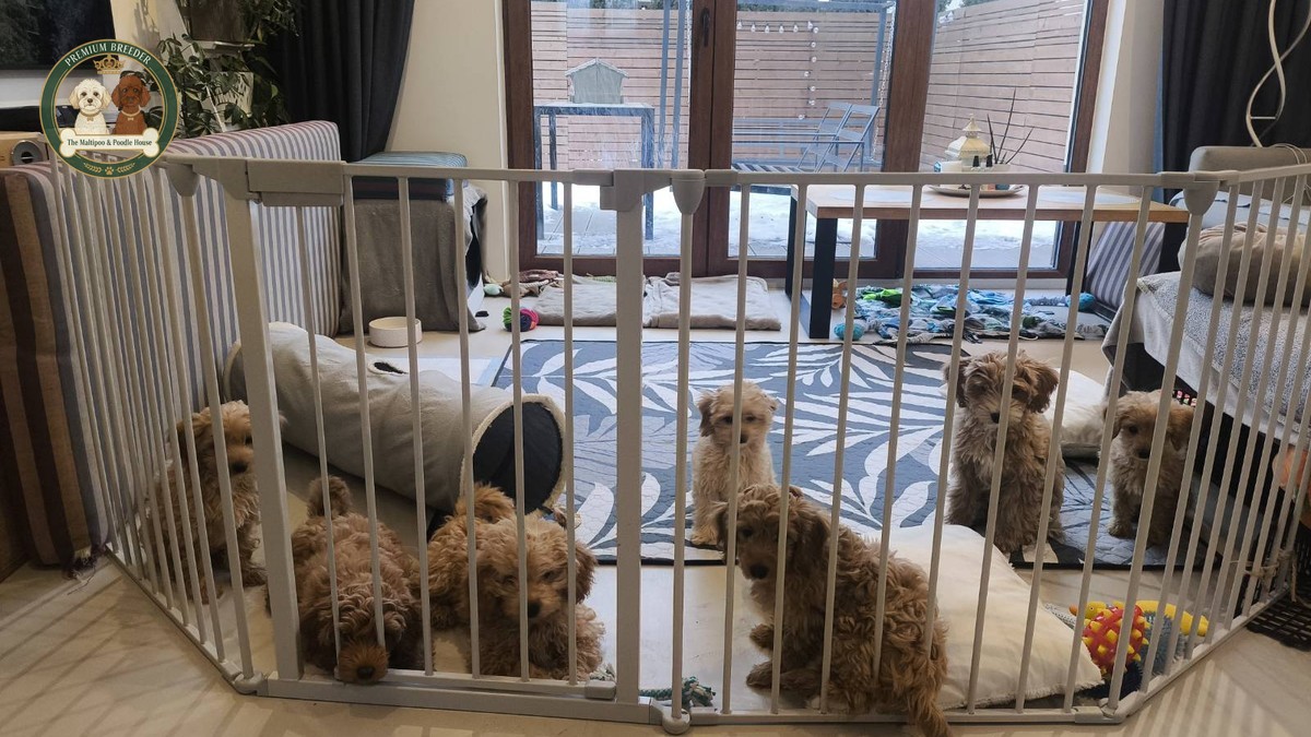 Jak rozpoznać odpowiedzialną hodowlę Maltipoo? Przewodnik dla tych, którzy chcą podjąć dobrą decyzję