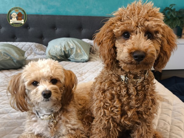 Poznajcie Rodziców 🐾