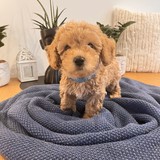 Apollo additional photo 3