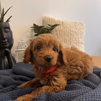 Amber - female Maltipoo - photo 1