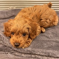 Amber - female Maltipoo - photo 5