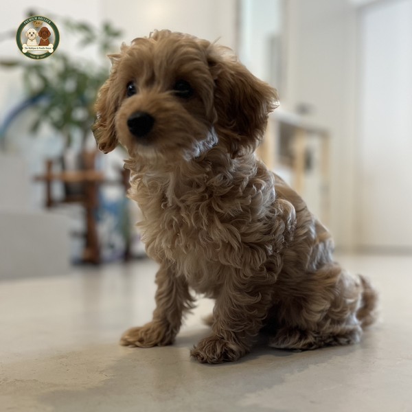 Adele - Suczka 13 tygodni - Maltipoo F1b - 2.8kg