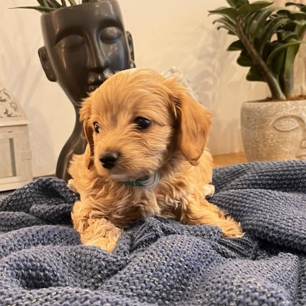 Adele - Szczeniaczek Maltipoo F1b