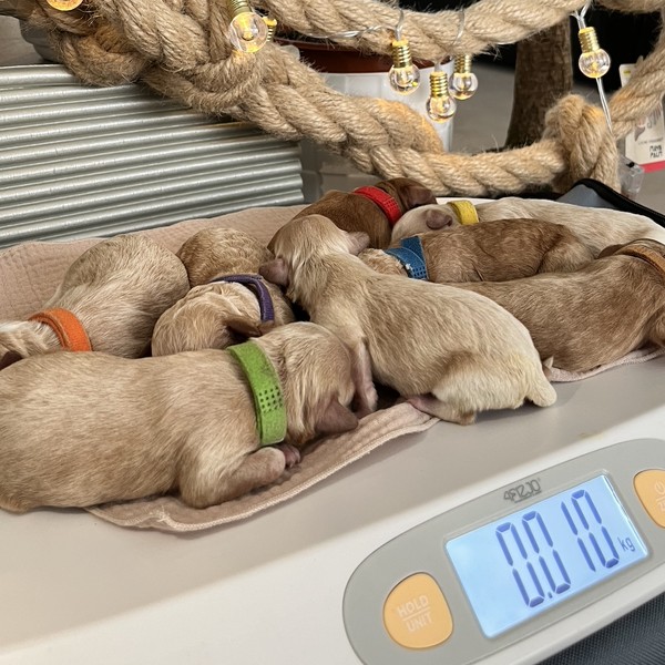 Szczeniaczki Maltipoo na wadze.