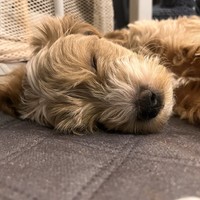 Aron - male Maltipoo - photo 2