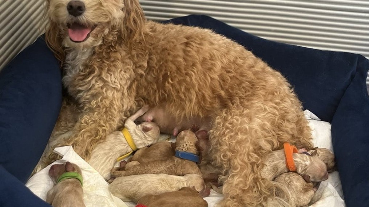 Osiem. Dokładnie tyle małych serduszek bije teraz w naszym kojcu! ❤️🐾