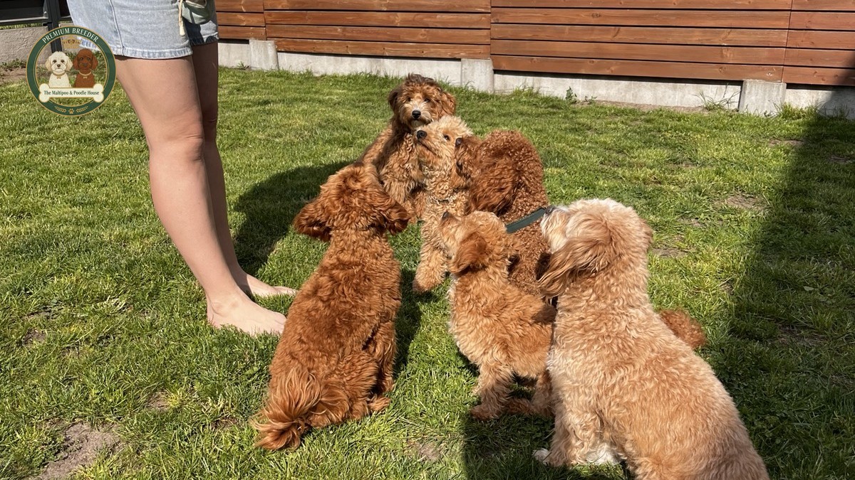 Dlaczego 6-miesięczny Maltipoo ze szkoleniem to idealny przyjaciel