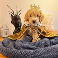 Aron - male Maltipoo - photo 4