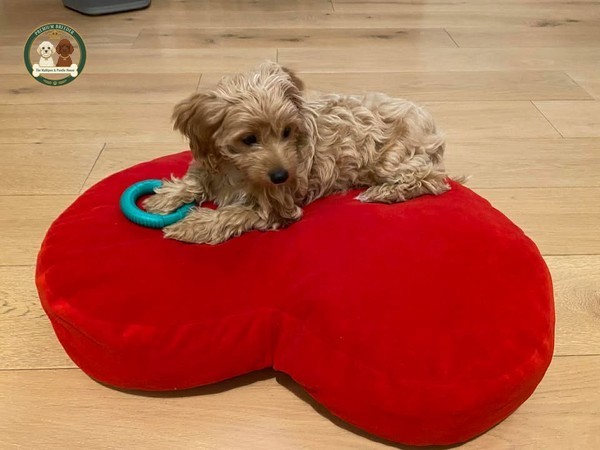 Adele rozpoczyna swoją przygodę w nowym domu.