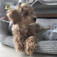 Aron - male Maltipoo - photo 11