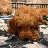 Amber - female Maltipoo - photo 4