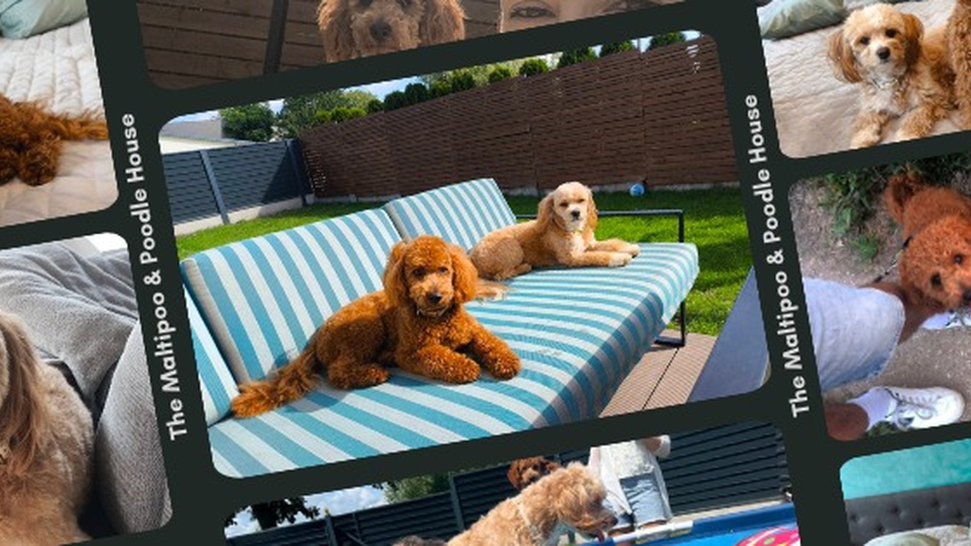 The Maltipoo & Poodle House Hero Image