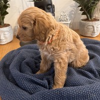 Alice - female Maltipoo - photo 4