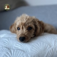 Aura - mała marzycielka i mistrzyni „kolankowania” szuka swojej rodziny!