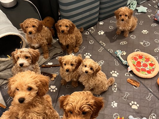 Pora karmienia, słychać dźwięki w kuchni i czuć, czuć już zapach karmy.