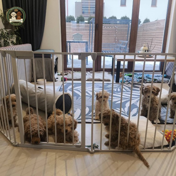 Jak rozpoznać odpowiedzialną hodowlę Maltipoo