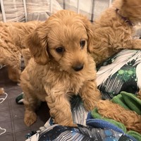 Adele - female Maltipoo - photo 5