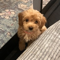 Abi - female Maltipoo - photo 4
