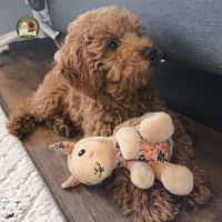 Bruno - male Pudel miniaturowy - photo 2