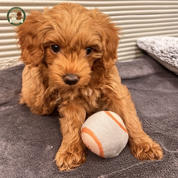 Amber - szczeniaczek maltipoo f1b
