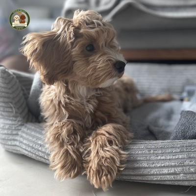 Aron - odpoczywa - Maltipoo F1b