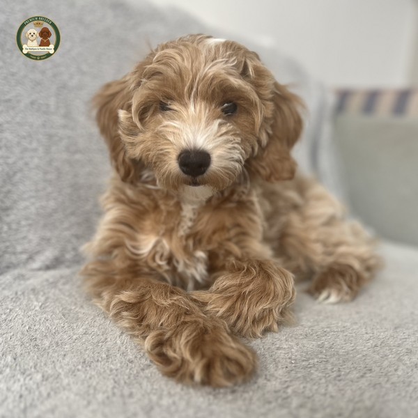 Aron - Maltipoo F1b - Piesek - Szczeniaczek 13 tygodni