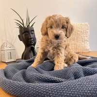 Aron - male Maltipoo - photo 1