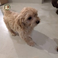 Abi - female Maltipoo - photo 6