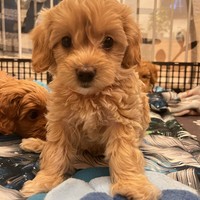Abi - female Maltipoo - photo 1