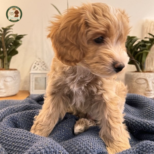 Aron - Szczeniaczek Maltipoo F1b