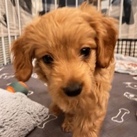 Astra - female Maltipoo - photo 6