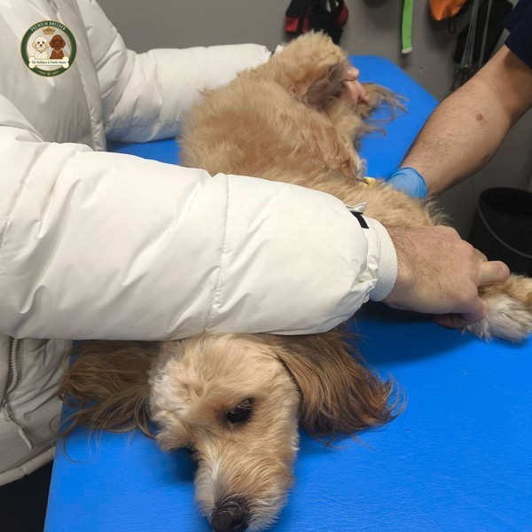 Dzielna Arya (Maltipoo) w trakcie Echo Serca