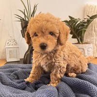 Apollo - male Maltipoo - photo 5