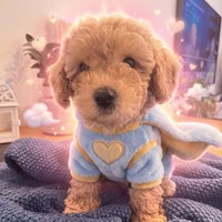 Apollo - male Maltipoo - photo 2