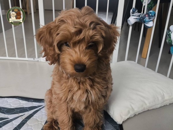 Bystra obserwatorka i mistrzyni dobrych manier