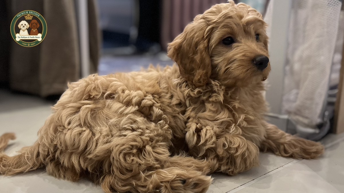 Astra - female Maltipoo