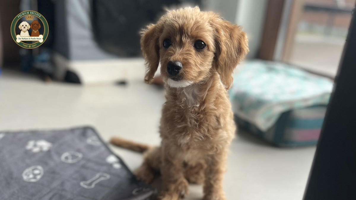 Aura - female Maltipoo