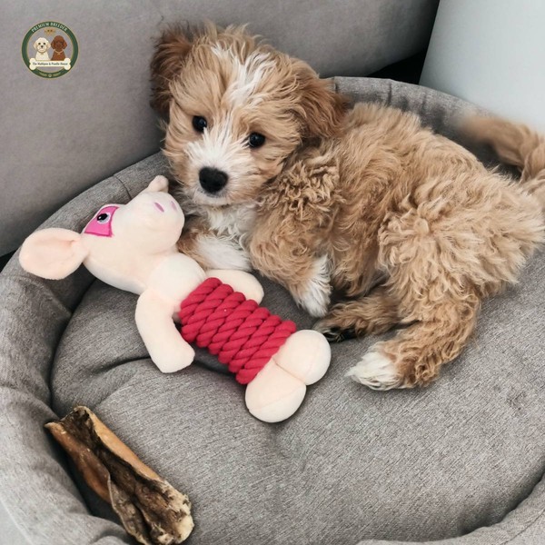 Pierwsze 30 dni z Maltipoo