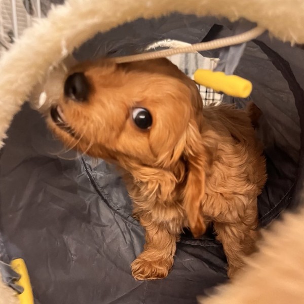 Astra - Szczeniaczek Maltipoo F1b