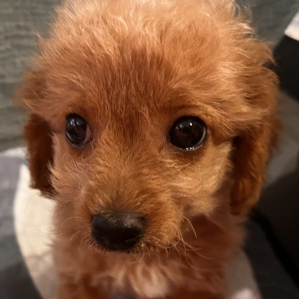 Aura - szczeniaczek maltipoo, tak pięknie patrzy.