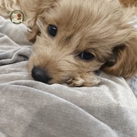 Adele - female Maltipoo - photo 2