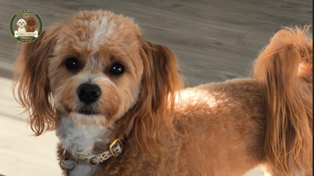 Arya - female Maltipoo - 3 years old