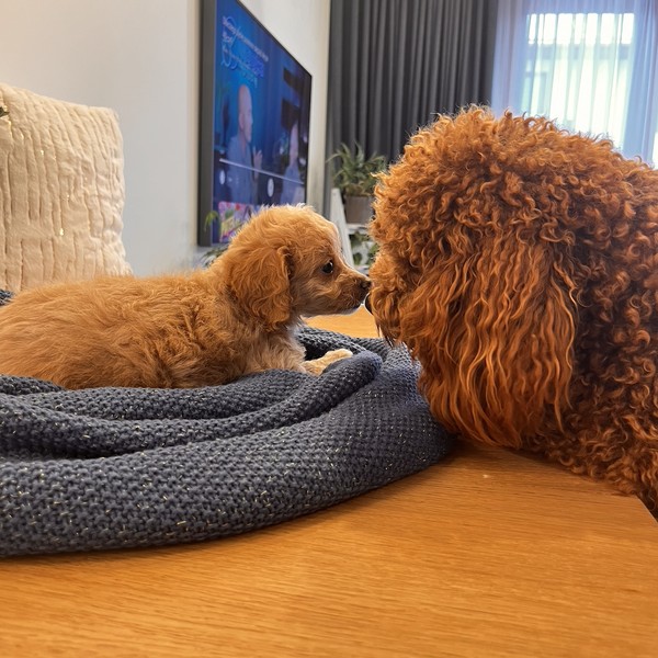 Aura - Malitpoo F1b szczeniaczek z tatą pudelkiem.