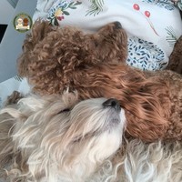 Arya - female Maltipoo - photo 4