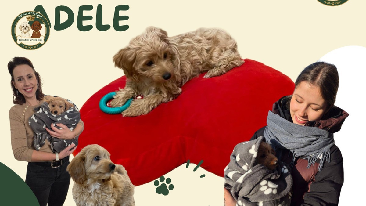 Nowy rozdział Adele