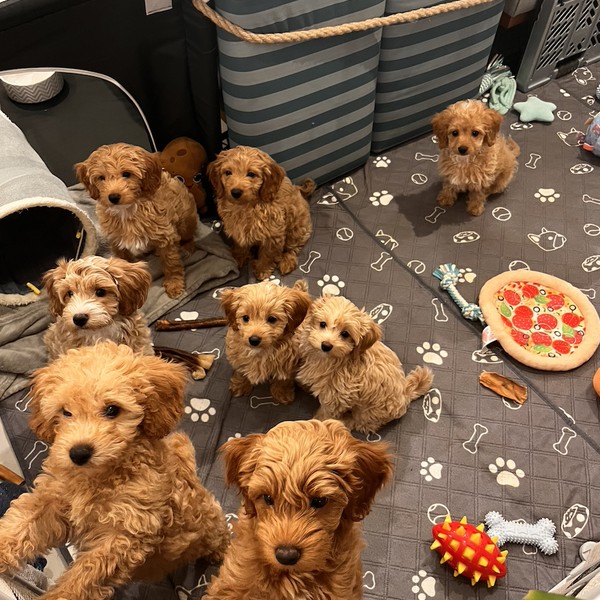 Pora karmienia, słychać dźwięki w kuchni i czuć, czuć już zapach karmy.