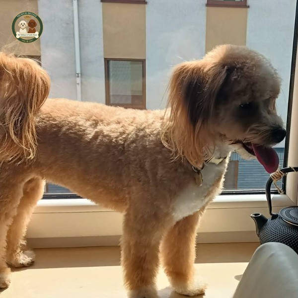 Arya - Maltipoo - suczka