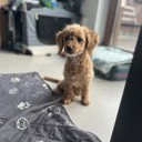 Aura - female Maltipoo