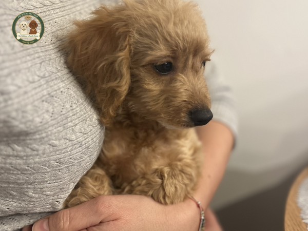 Pierwsza do kolanek, pierwsza do kochania