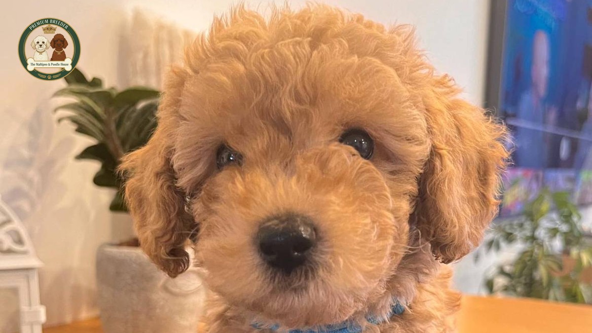 Apollo - male Maltipoo